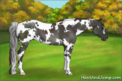 Horse Color:White Spotted Smoky Black 