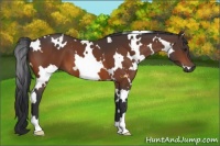 Horse Color:White Spotted Brown 