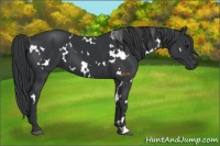 Horse Color:White Spotted Black 