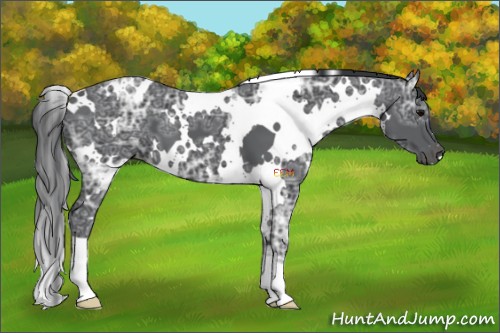 Horse Color:White Spotted Black Ice 