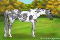 Horse Color:White Spotted Black Ice 