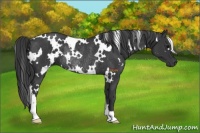 Horse Color:White Spotted Black Rabicano 