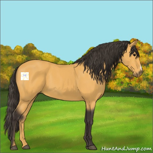 Horse Color:Buckskin 