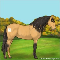 Horse Color:Buckskin 