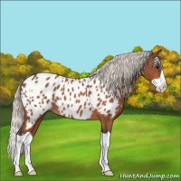 Horse Color:Silver Bay Splash Appaloosa 