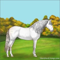 Horse Color:Gray Perlino Sabino Frame