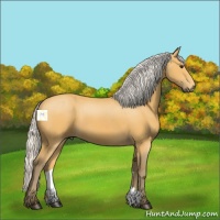 Horse Color:Silver Buckskin 