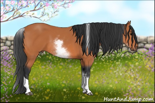 Horse Color:White Spotted Bay Tobiano 