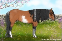 Horse Color:White Spotted Bay Tobiano