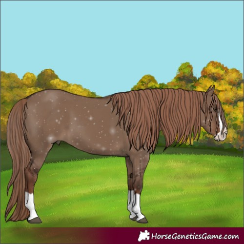Horse Color:Liver Red Dun Splash