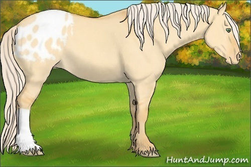 Horse Color:Gold Cream Champagne Dun Appaloosa 