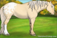 Horse Color:Gold Cream Champagne Dun Appaloosa 