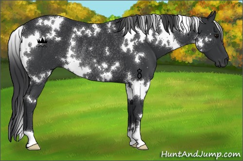 Horse Color:White Spotted Black Rabicano