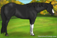 Horse Color:Gray Black