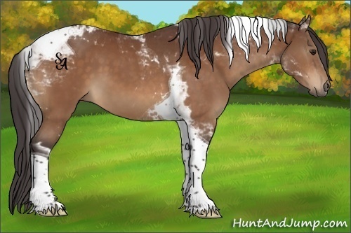 Horse Color:Buckskin Tobiano 