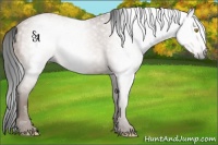 Horse Color:Gray Amber Champagne Rabicano 