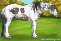 Horse Color:Smoky Black Tobiano 