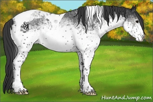 Horse Color:White Spotted Black Tobiano Rabicano