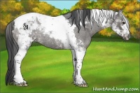 Horse Color:Blue Roan Tobiano Rabicano 