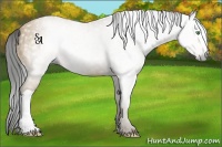 Horse Color:Gray Amber Cream Champagne 