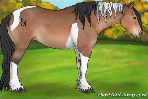 Horse Color:Bay Tobiano 