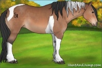 Horse Color:Bay Tobiano 