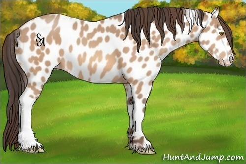 Horse Color:Amber Champagne Appaloosa 