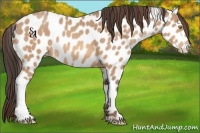 Horse Color:Amber Champagne Leopard 