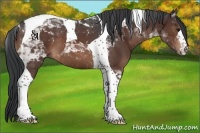 Horse Color:Brown Tobiano 