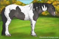 Horse Color:Black Tobiano 