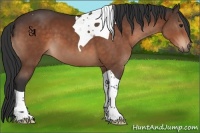 Horse Color:Brown Tobiano 