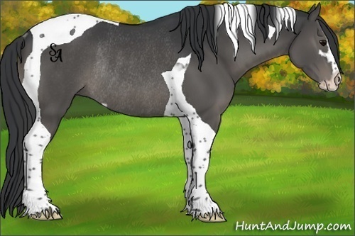 Horse Color:Black Sabino Tobiano Rabicano 