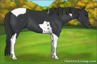 Horse Color:Black Tobiano 