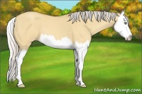 Horse Color:Silver Amber Champagne Dun Splash 