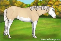 Horse Color:Silver Amber Champagne Roan Dun Splash 
