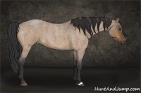 Horse Color:Bay Roan Dun 