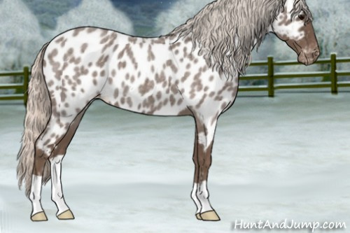 Horse Color:Silver Blue Roan Appaloosa