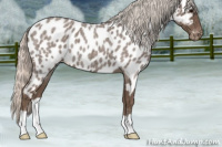 Horse Color:Silver Blue Roan Appaloosa 