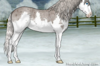 Horse Color:Silver Blue Roan Sabino Splash 