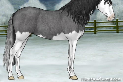 Horse Color:Blue Roan Splash 