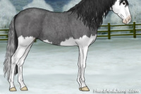 Horse Color:Blue Roan Splash 