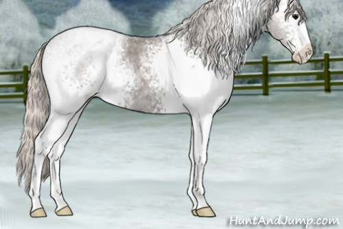 Horse Color:White Spotted Silver Blue Roan 