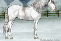 Horse Color:White Spotted Silver Blue Roan 