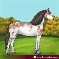 Horse Color:White Spotted Bay Frame Blanket 