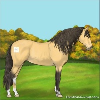 Horse Color:Buckskin Rabicano