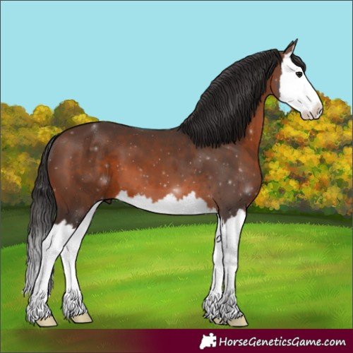 Horse Color:Brown Splash 