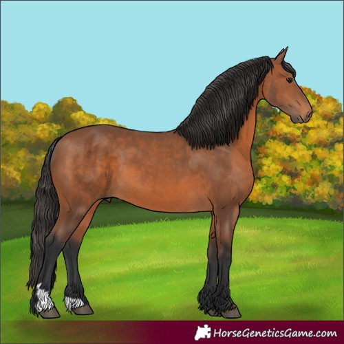 Horse Color:Bay 