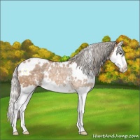 Horse Color:White Spotted Silver Bay Ice Dun Splash 