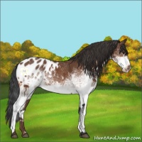 Horse Color:White Spotted Bay Appaloosa