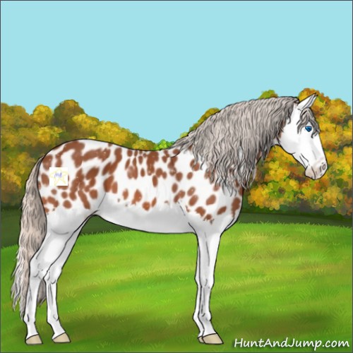 Horse Color:Silver Bay Splash Near Leopard 